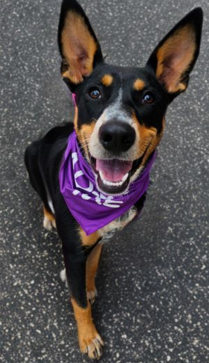 Juniper, Young Female Australian Cattle Dog / Blue Heeler