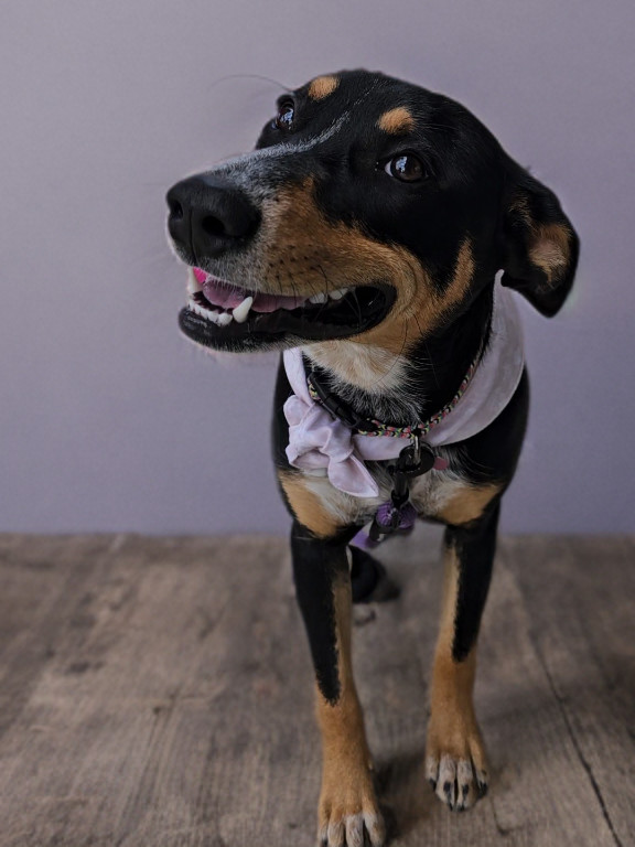 Juniper, an adoptable Australian Cattle Dog / Blue Heeler, Catahoula Leopard Dog in Twin Falls, ID, 83301 | Photo Image 2