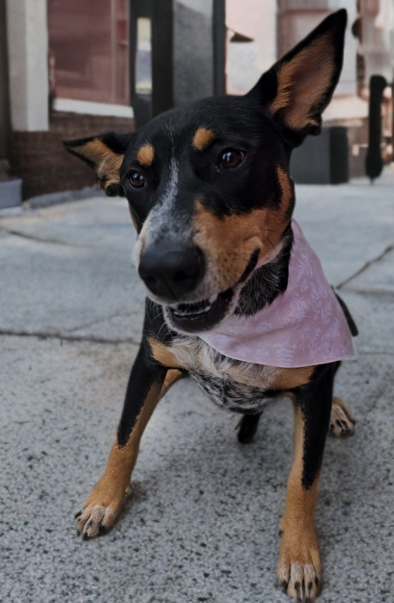 Juniper, an adoptable Australian Cattle Dog / Blue Heeler, Catahoula Leopard Dog in Twin Falls, ID, 83301 | Photo Image 3
