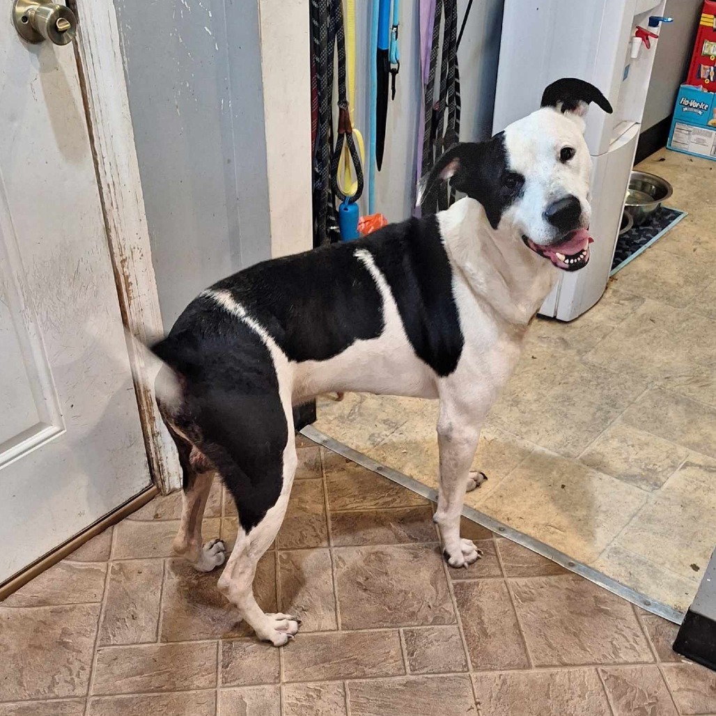 Domino