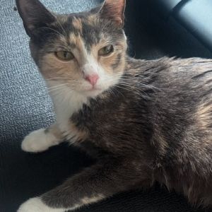 Blondie (Aka Debbie Harry), Young Female Domestic Short Hair