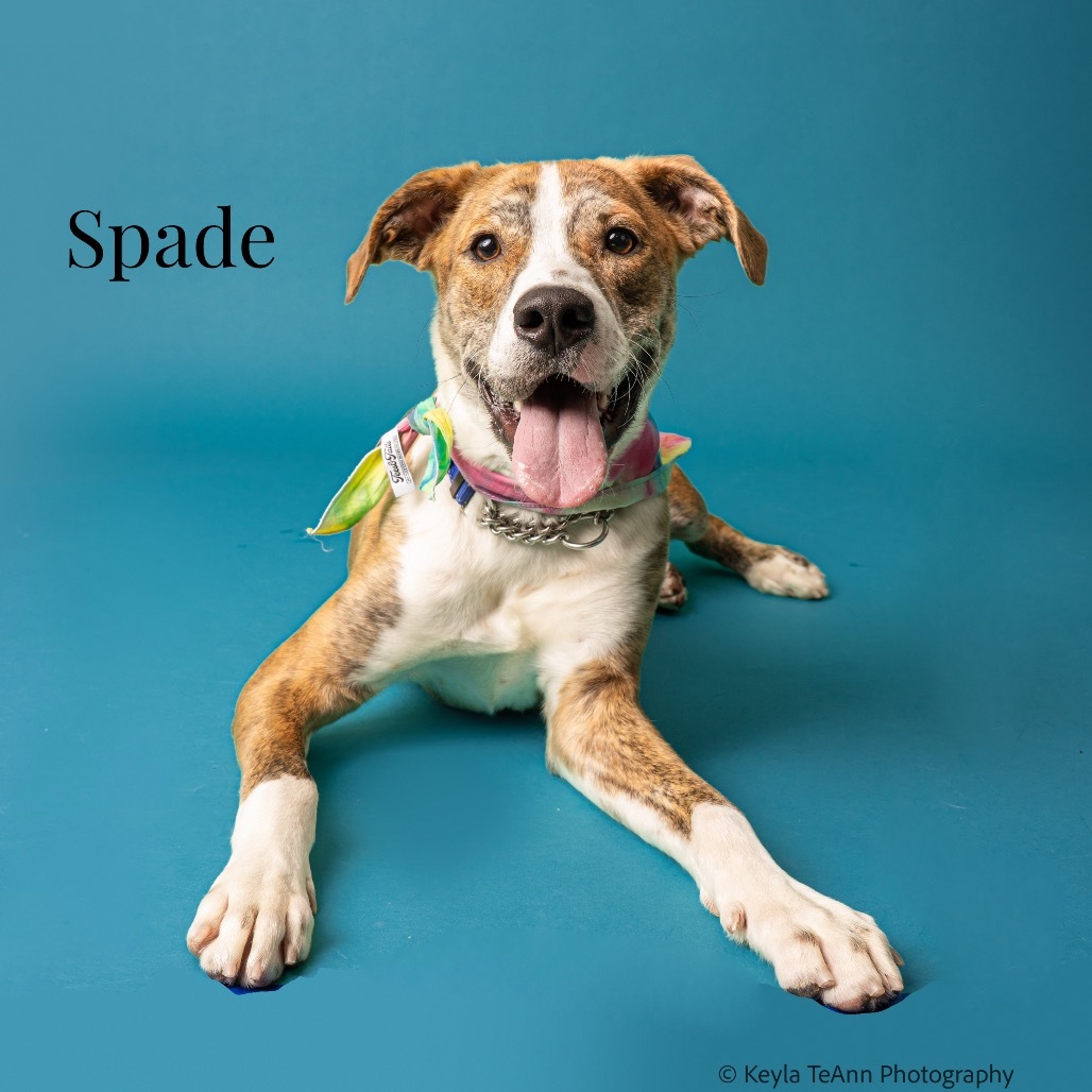 Spade