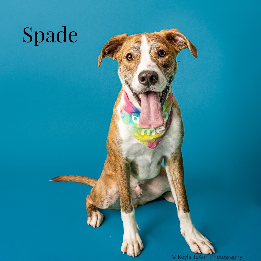 Spade