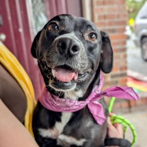 Ebony the Cow, Adult Female Black Labrador Retriever