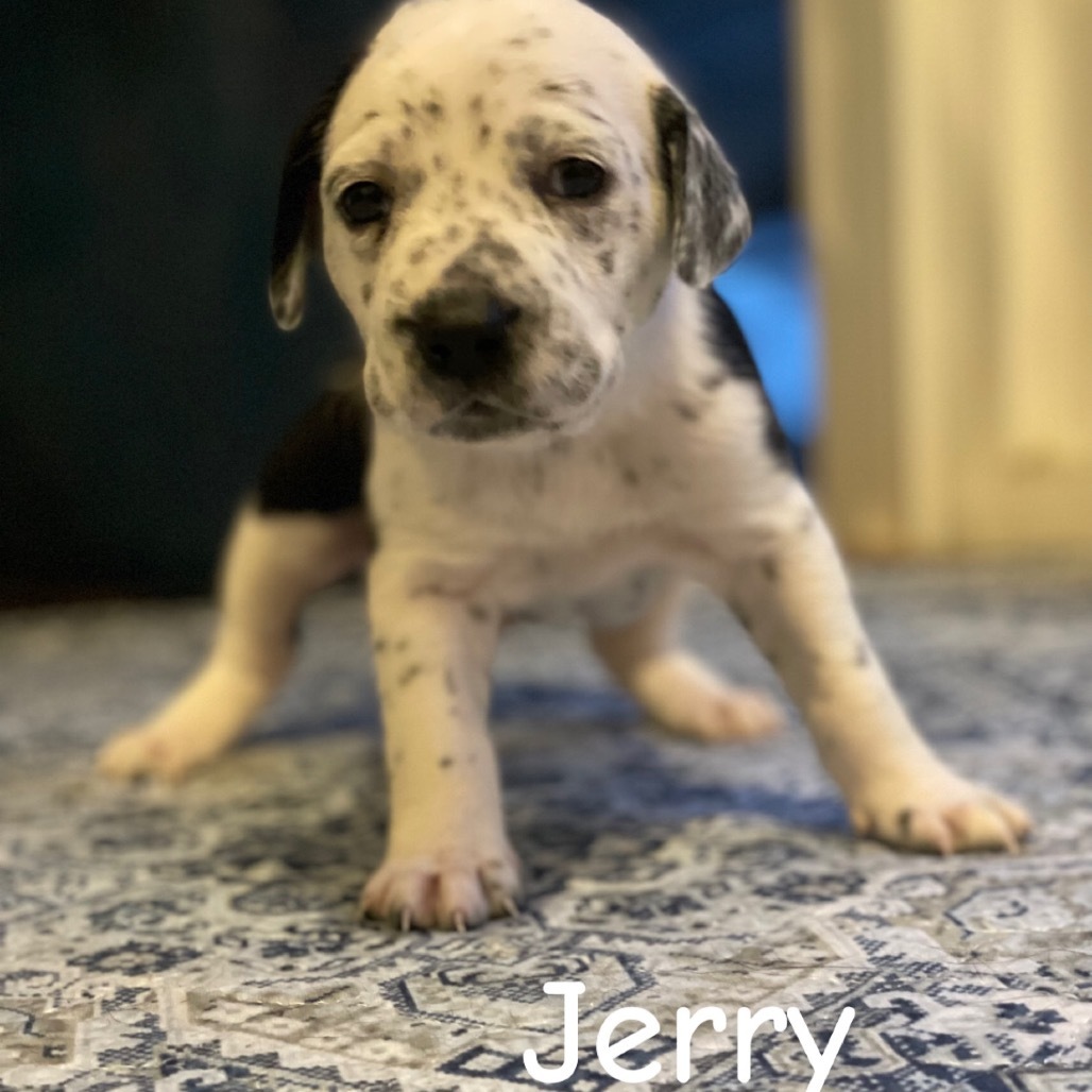 Jerry Cow