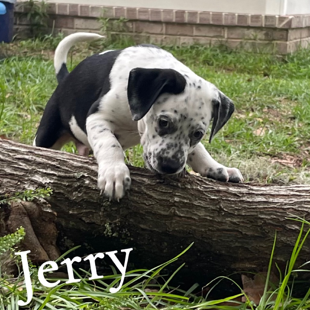 Jerry Cow