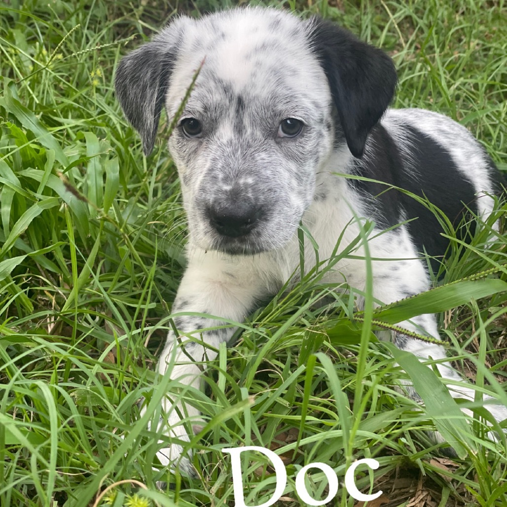 Doc Cow
