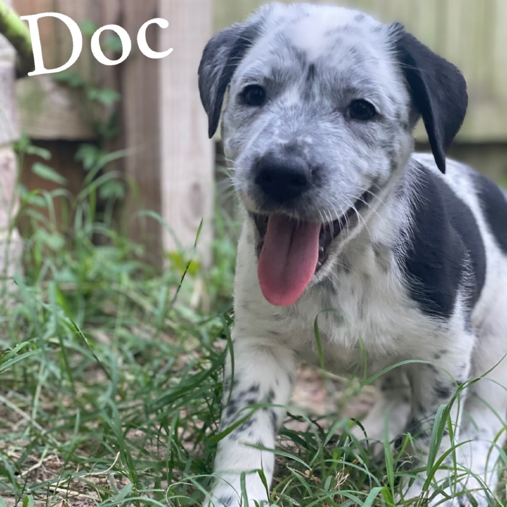 Doc Cow
