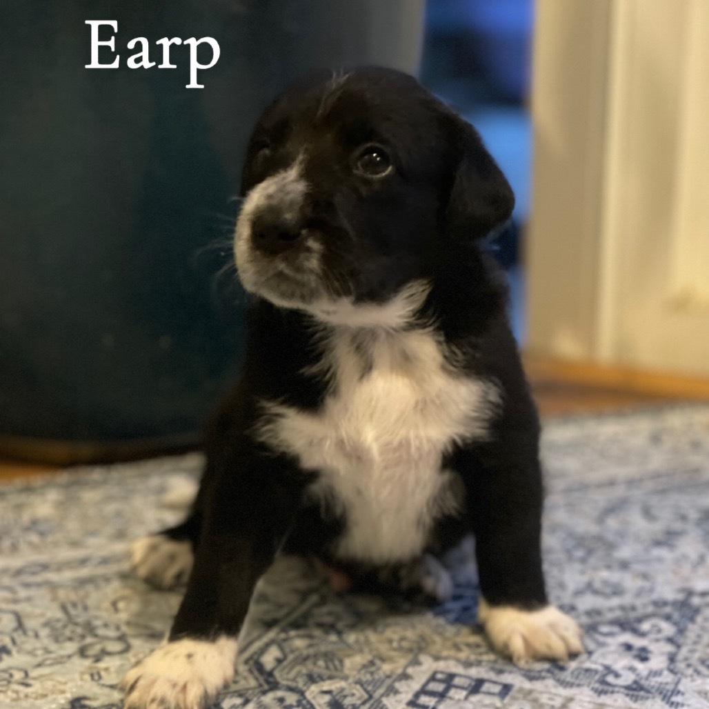 Earp Cow
