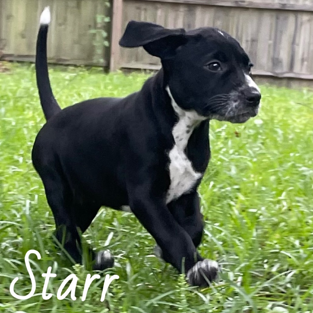 Starr Cow