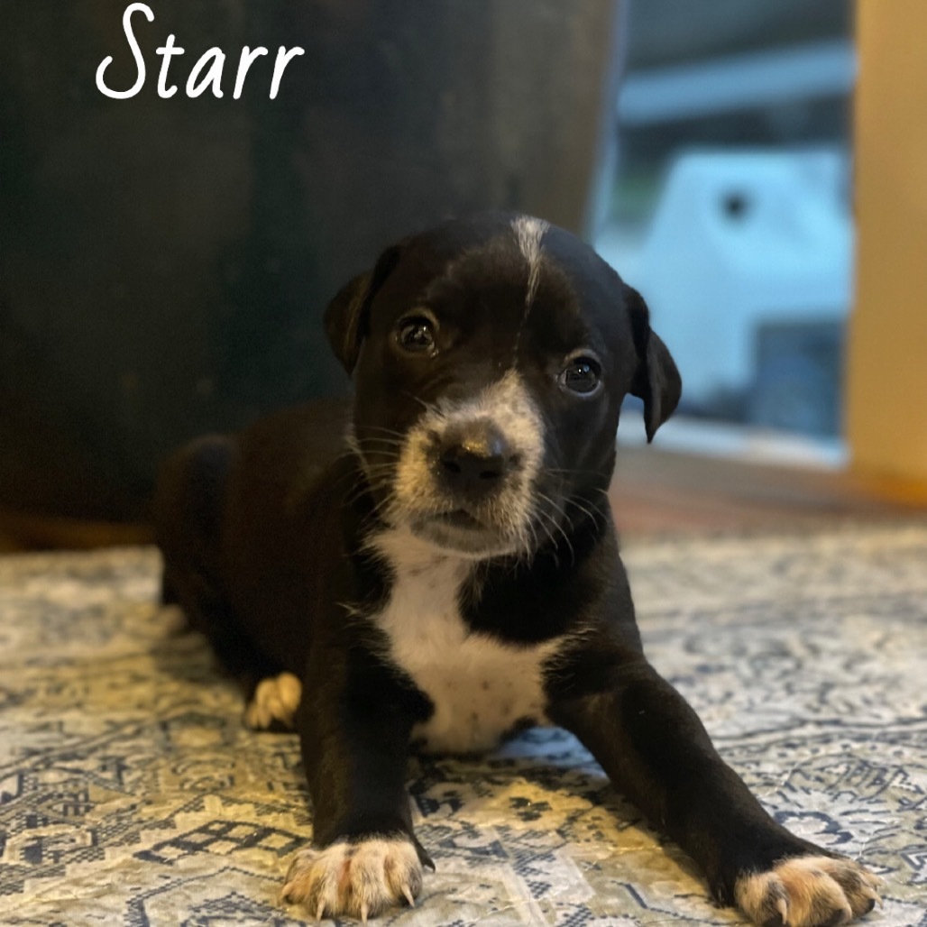 Starr Cow