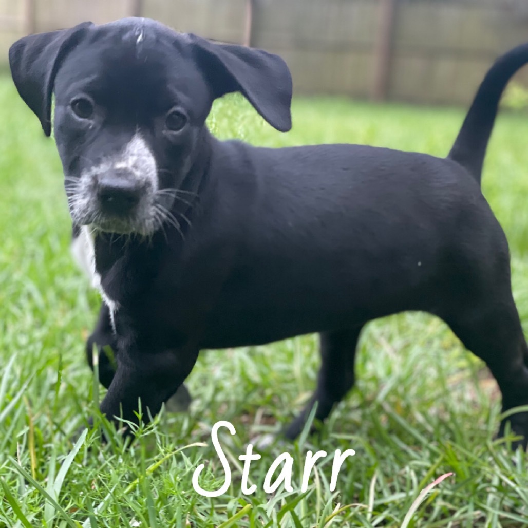 Starr Cow