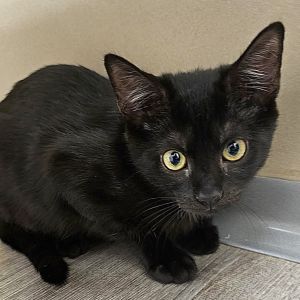 Margot, Baby Female Domestic Short Hair