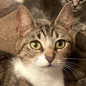 Hattie, Adult Female Domestic Short Hair