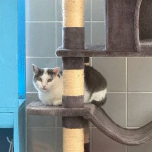 Clio Domestic Short Hair Cat