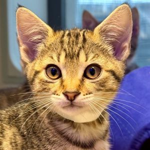 Liberty Domestic Short Hair Cat