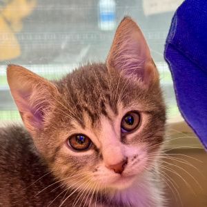Risen Star Domestic Short Hair Cat