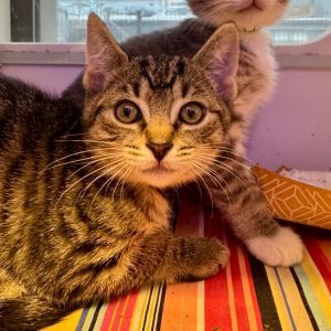 Freedom Domestic Short Hair Cat