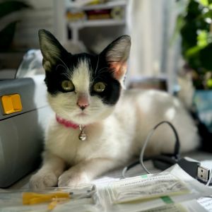 Mischievous Domestic Short Hair Cat