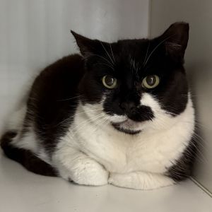 Athena came to us from the Happy Cat Sanctuary fire She has been through a lots in the past few