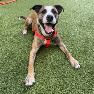 Zilo is a 3-year-old bundle of love and fun whos been waiting patiently for his forever home Hes 