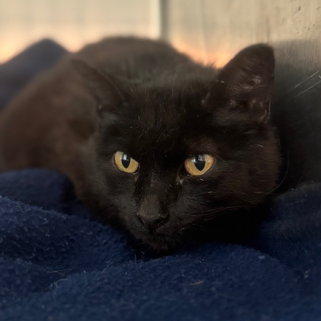 Remi (bonded to Wolf)