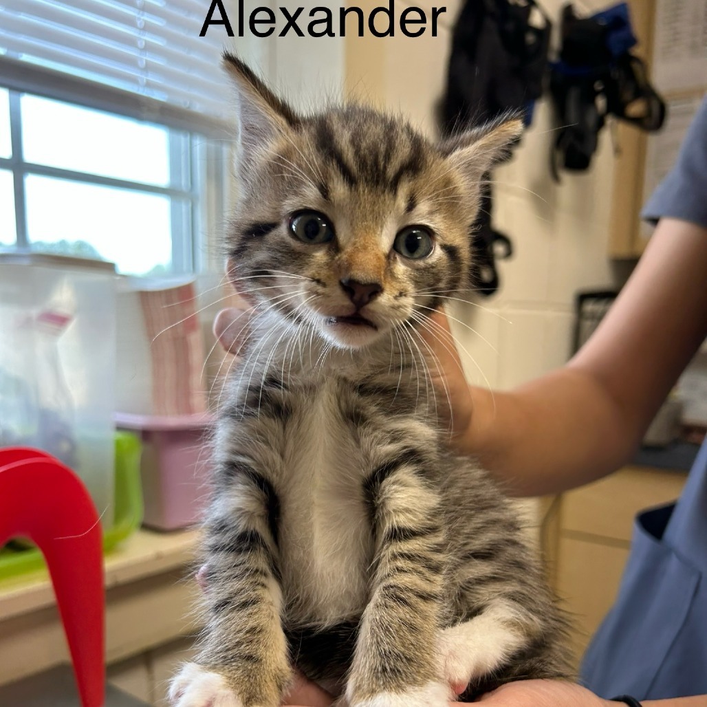 Alexander