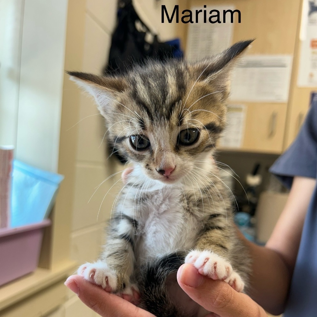 Mariam
