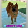 Gigi photo 1