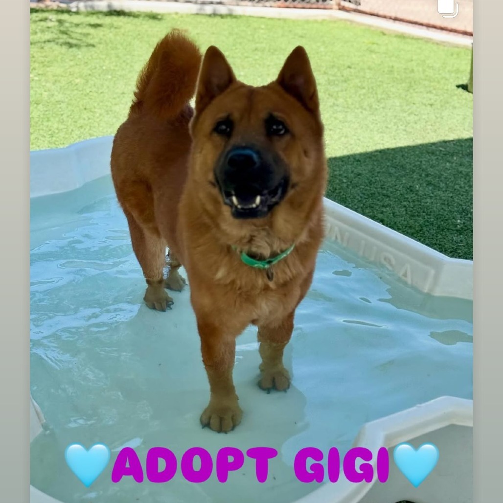 Gigi