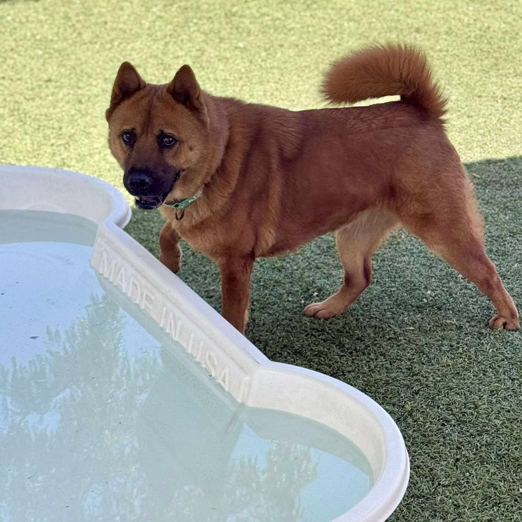 Gigi