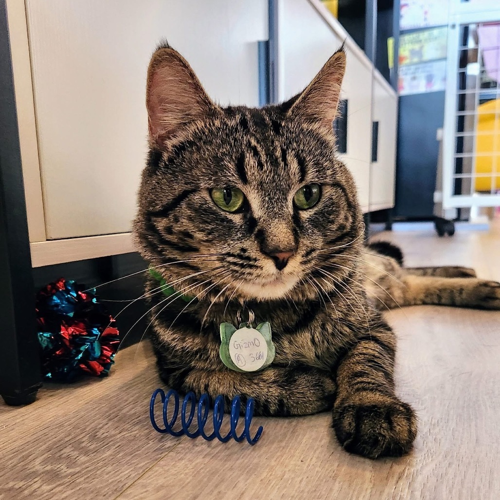 Gizmo