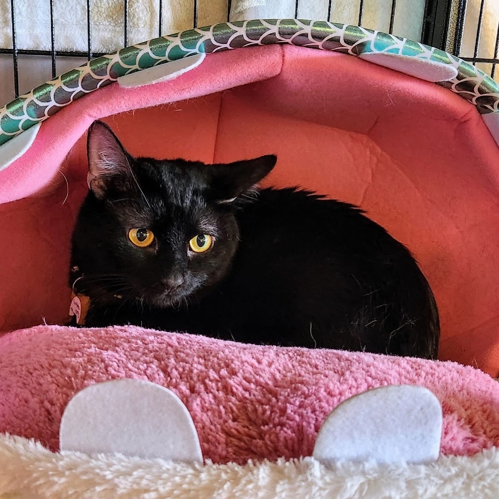 Toothless