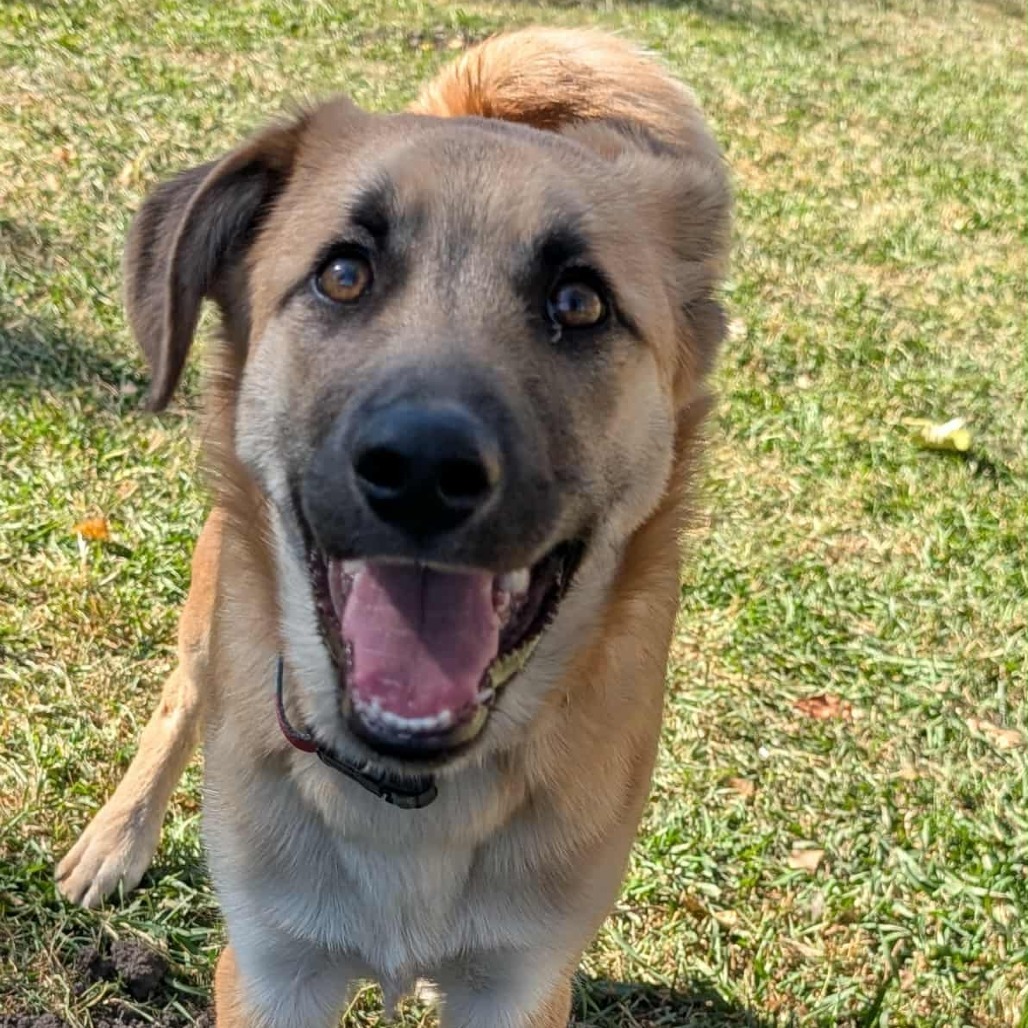 Thistle, an adoptable Husky, Mixed Breed in Calgary, AB, T3C 1W4 | Photo Image 1