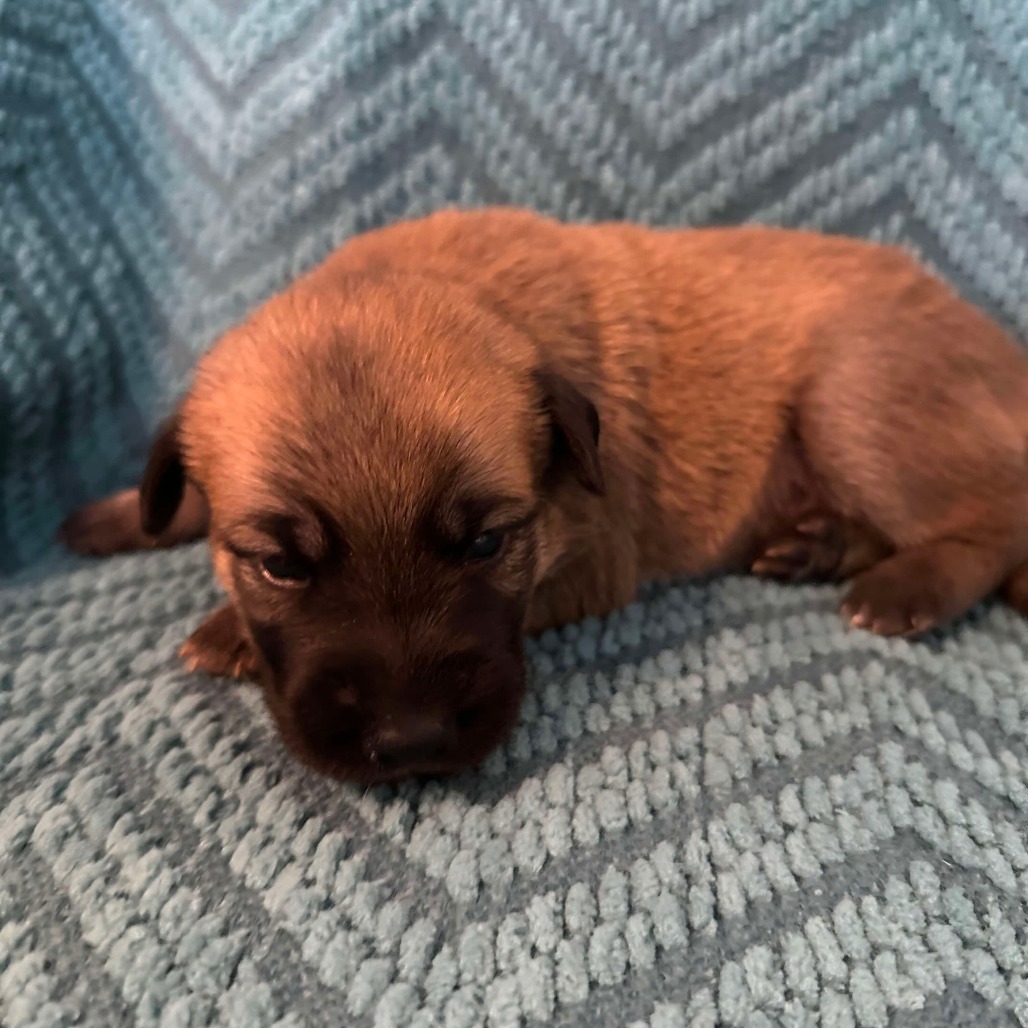 Thistle, an adoptable Husky, Mixed Breed in Calgary, AB, T3C 1W4 | Photo Image 2