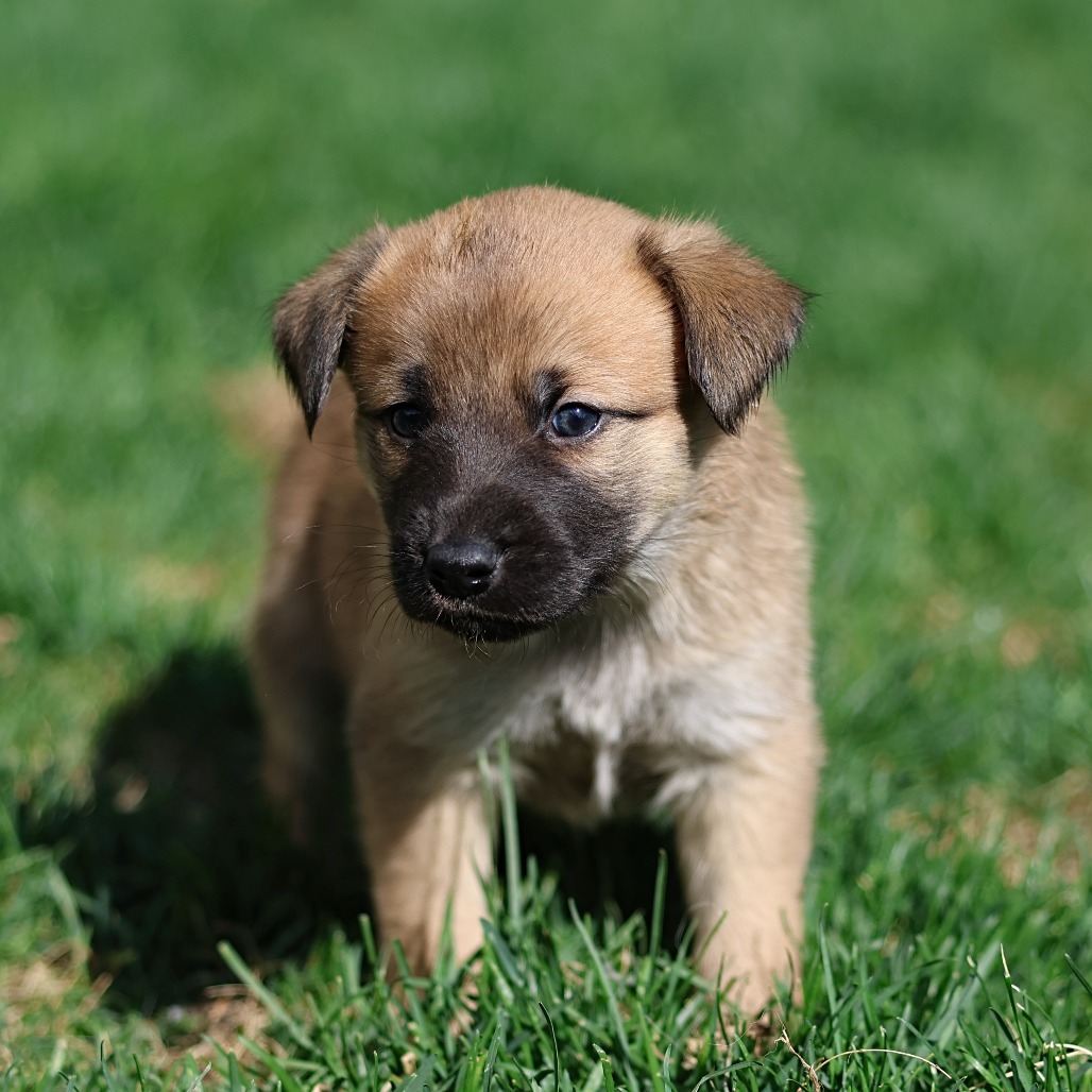Thistle, an adoptable Husky, Mixed Breed in Calgary, AB, T3C 1W4 | Photo Image 3