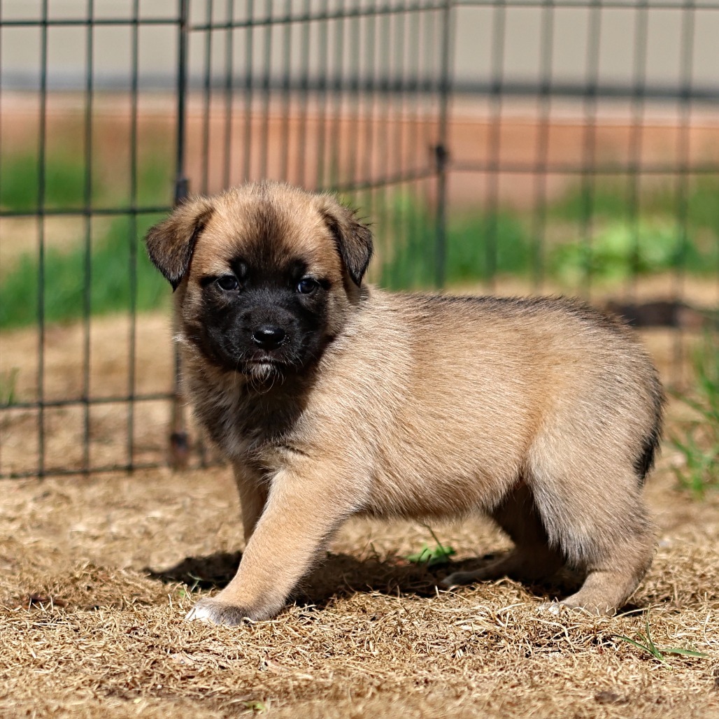 Thistle, an adoptable Husky, Mixed Breed in Calgary, AB, T3C 1W4 | Photo Image 4
