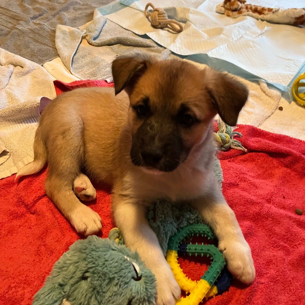 Thistle, an adoptable Husky, Mixed Breed in Calgary, AB, T3C 1W4 | Photo Image 5