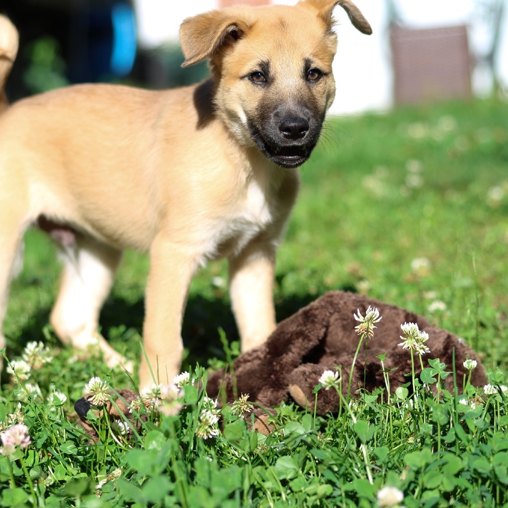 Thistle, an adoptable Husky, Mixed Breed in Calgary, AB, T3C 1W4 | Photo Image 6