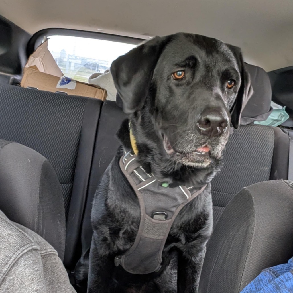 Gibson, an adoptable Black Labrador Retriever, Mixed Breed in Calgary, AB, T3C 1W4 | Photo Image 1