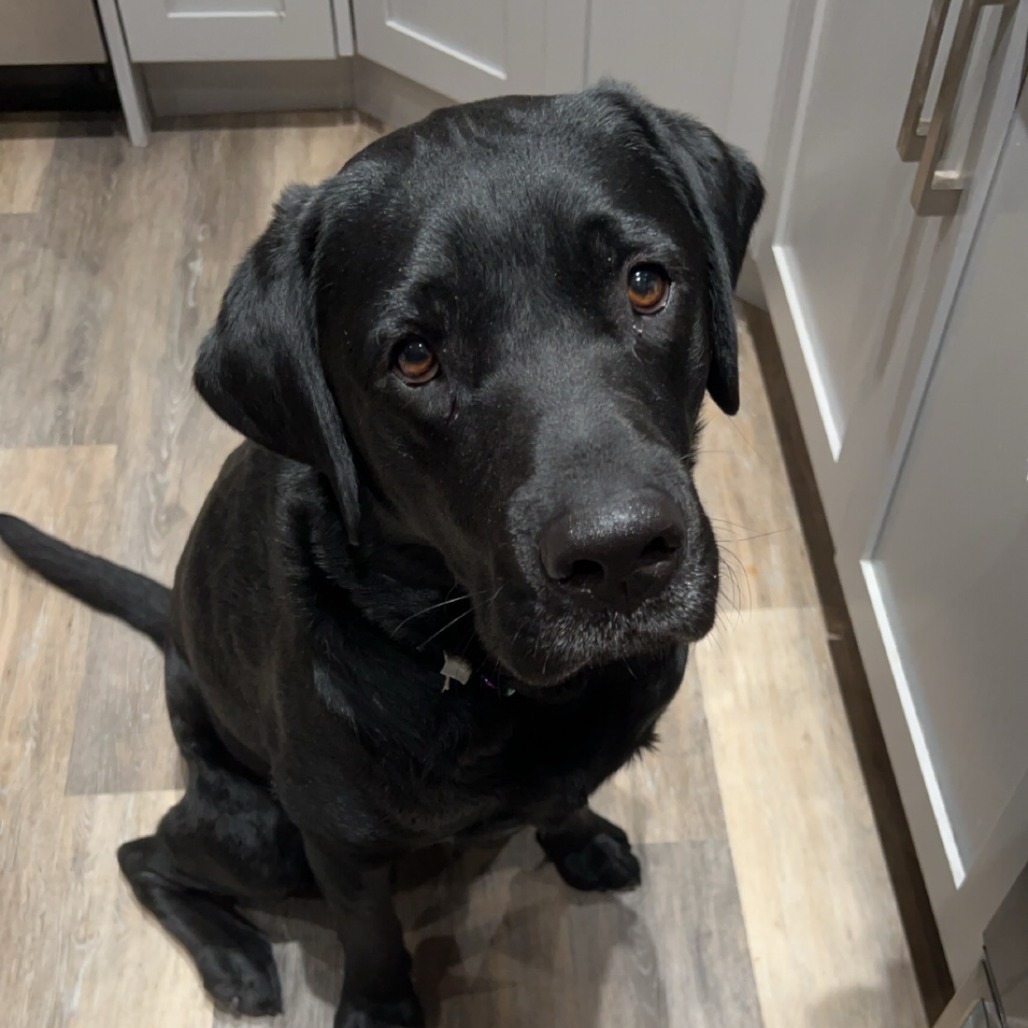 Gibson, an adoptable Black Labrador Retriever, Mixed Breed in Calgary, AB, T3C 1W4 | Photo Image 2