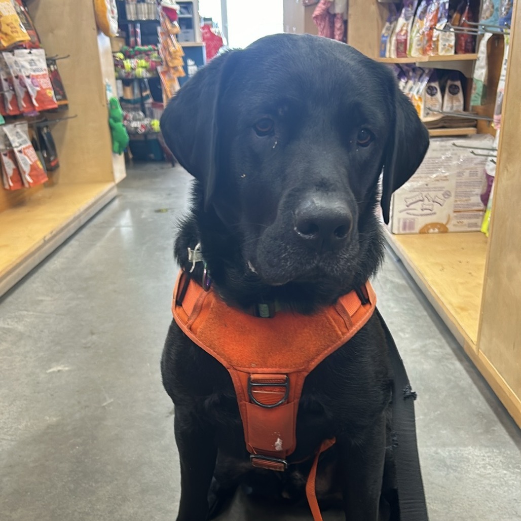 Gibson, an adoptable Black Labrador Retriever, Mixed Breed in Calgary, AB, T3C 1W4 | Photo Image 3