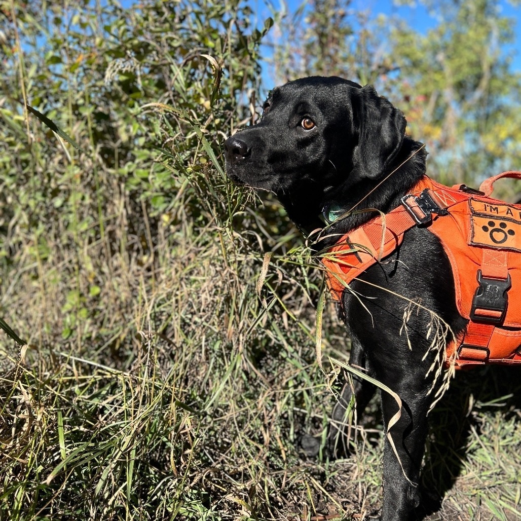 Gibson, an adoptable Black Labrador Retriever, Mixed Breed in Calgary, AB, T3C 1W4 | Photo Image 4