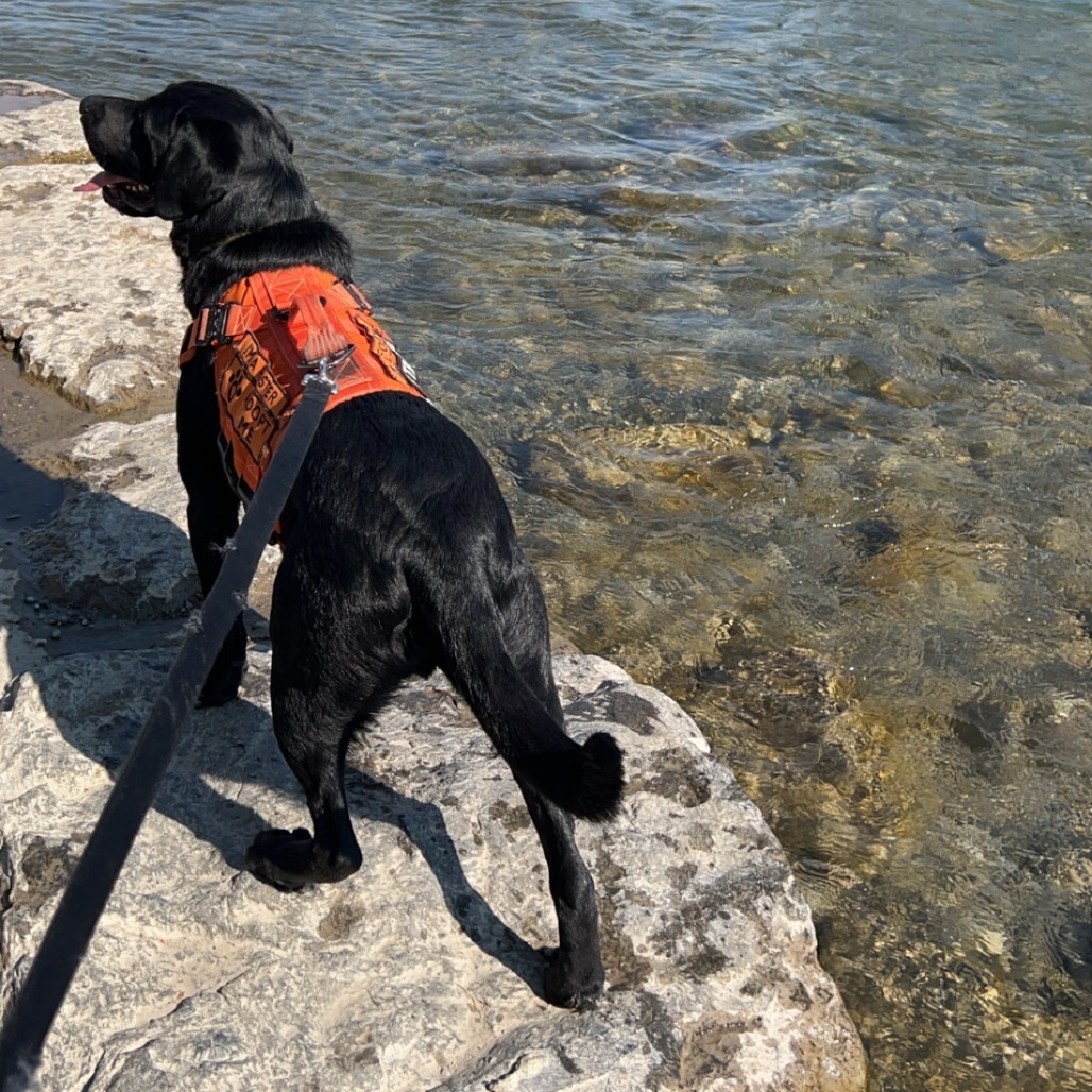 Gibson, an adoptable Black Labrador Retriever, Mixed Breed in Calgary, AB, T3C 1W4 | Photo Image 5