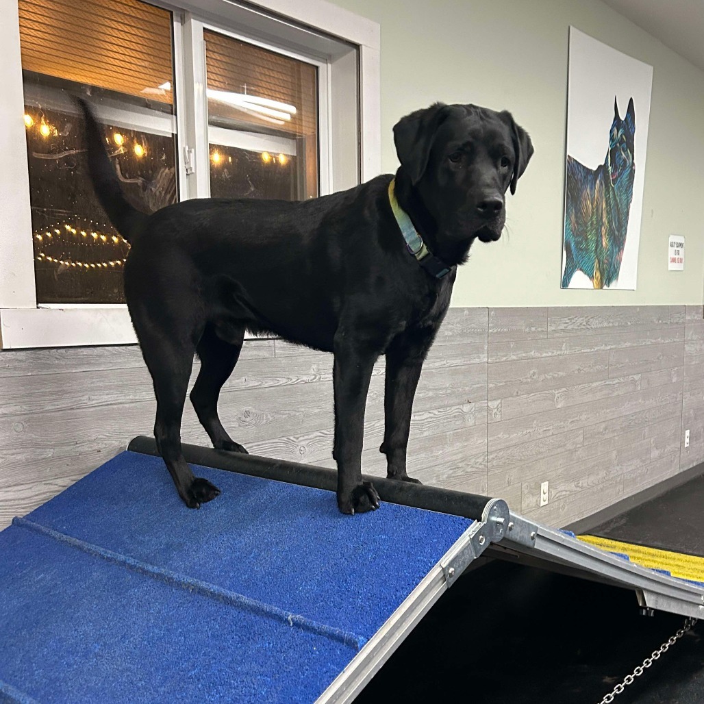 Gibson, an adoptable Black Labrador Retriever, Mixed Breed in Calgary, AB, T3C 1W4 | Photo Image 6