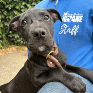 Hi My name is Lyra and Im at the Santa Barbara Campus Im a 2 month old Female Black Labrador
