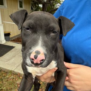 Titan Pit Bull Terrier Dog