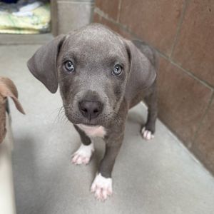 Hi My name is Taco and Im at the Santa Barbara Campus Im a 2 month old Male 