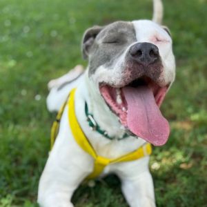 Girlie, Adult Female Pit Bull Terrier