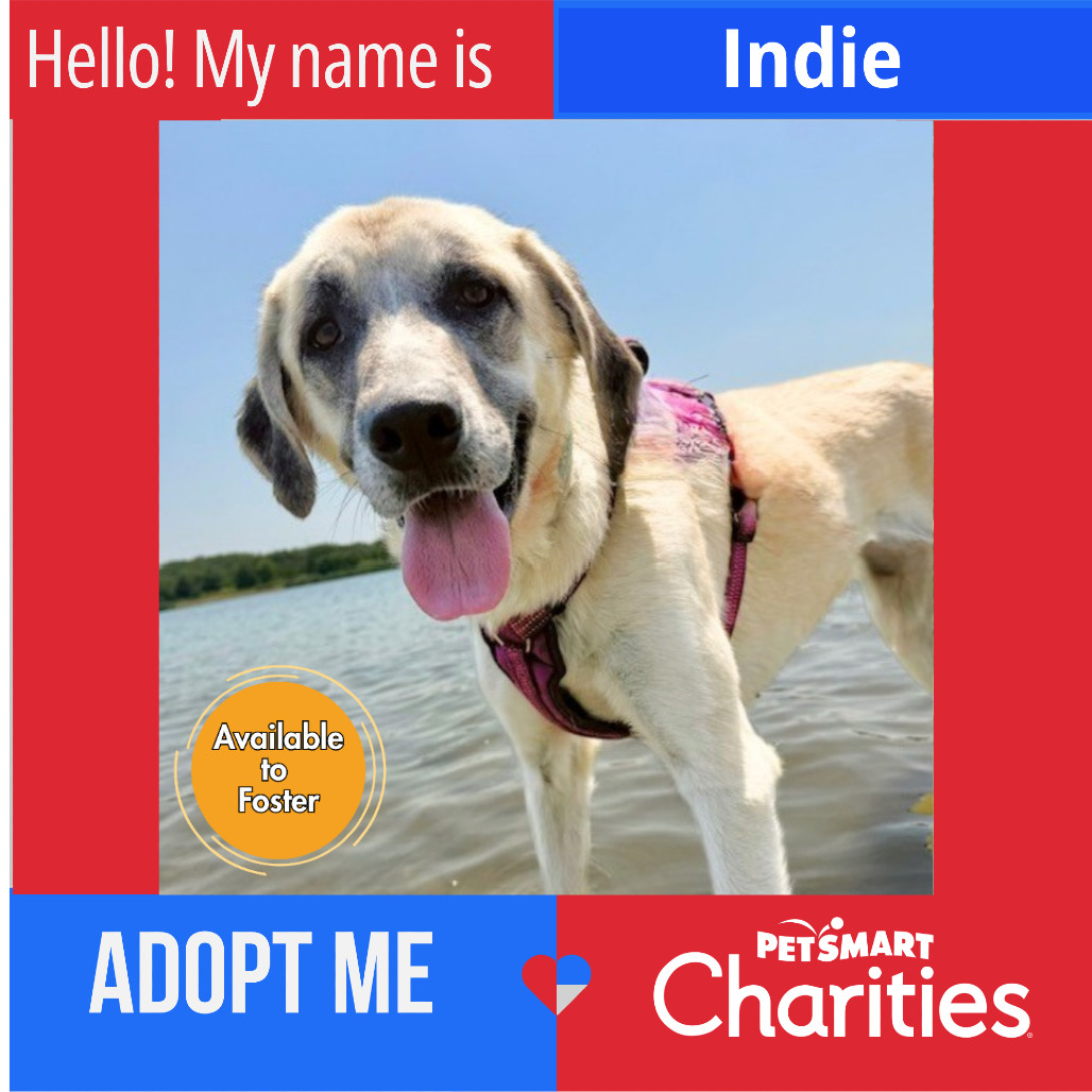 Indie